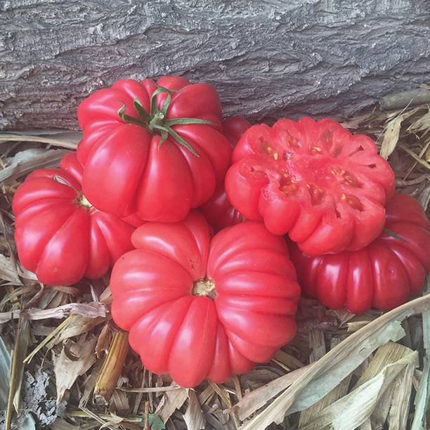 CYBIXES Tomato, Mushroom Basket Seed