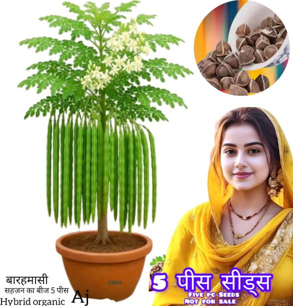 BSS manufacturing Moringa Seeds, Sahjan, Sanjna, Sanjana Seed