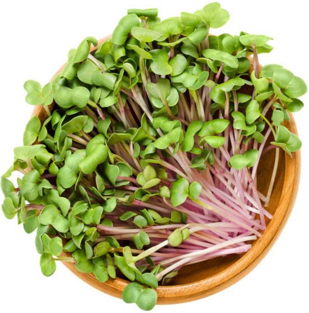 Sharad Radish china rose microgreens, radish microgreen, radish seed Seed