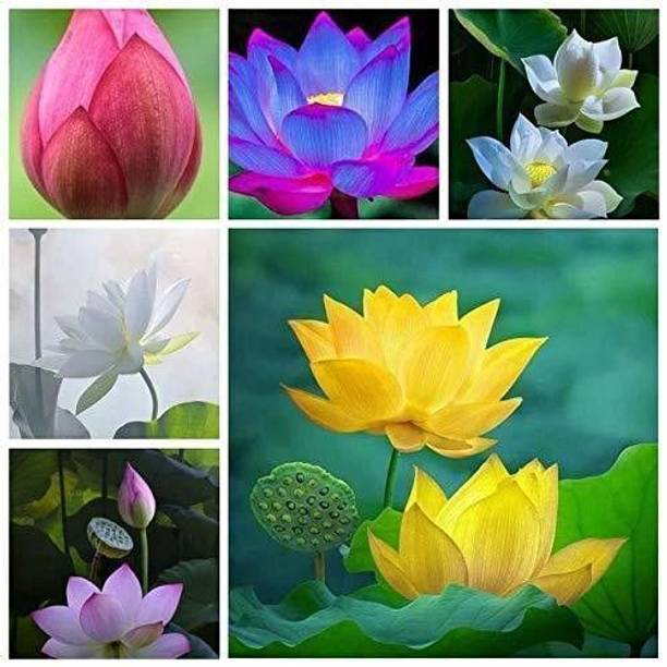 PNOQO Lotus Seed