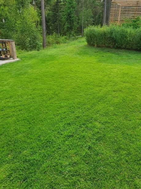 BDSresolve Bermuda grass seeds for lawn PACK OF 3037 Seed