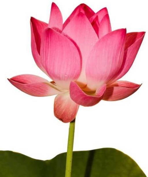 Adharvya Lotus Seed