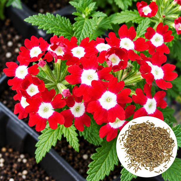 PlantifyNursery Verbena Seed