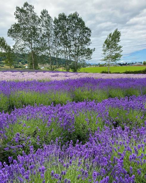 MOOFGA Herb Seeds For Planting - Rare Lavender Seed