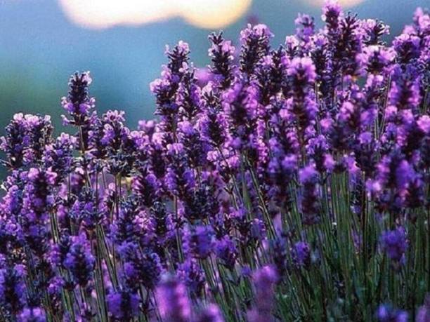 MOOFGA Purple Lavender Lavendula / Perennial Seed