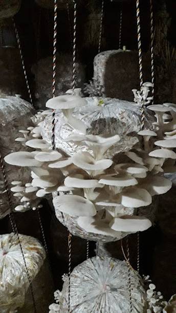 Arko ®Oyster Mushroom Spawn/Seeds Seed