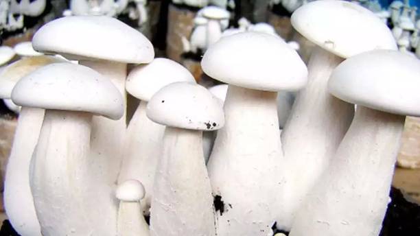 Mozette Mushroom herbs Seed