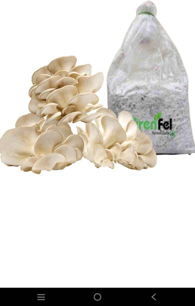 Mushroom mushroom pack of 1 Seed