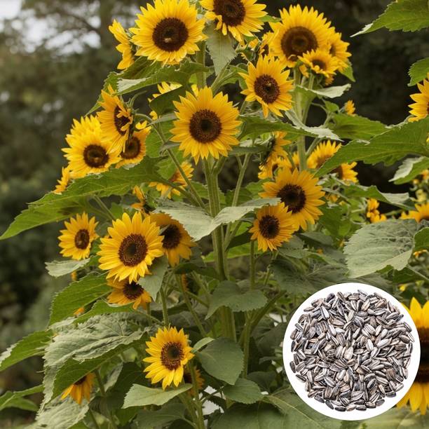 PlantifyNursery Sunflower, Sunflower Seeds, Surajmukhi, Surajmukhi Seeds, High germination Seed
