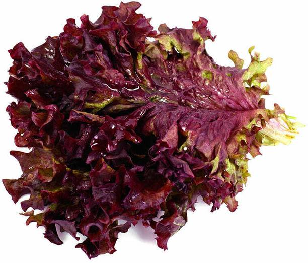 Mozette Organic red lettuce Seed