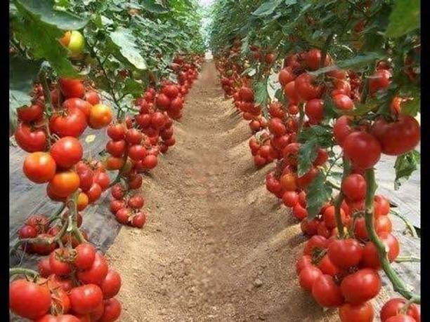 KANAYA Tomato Seed