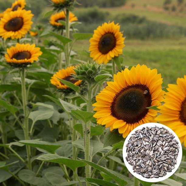 PlantifyNursery Sunflower, Sunflower Seeds, Surajmukhi, Surajmukhi Seeds, High germination Seed