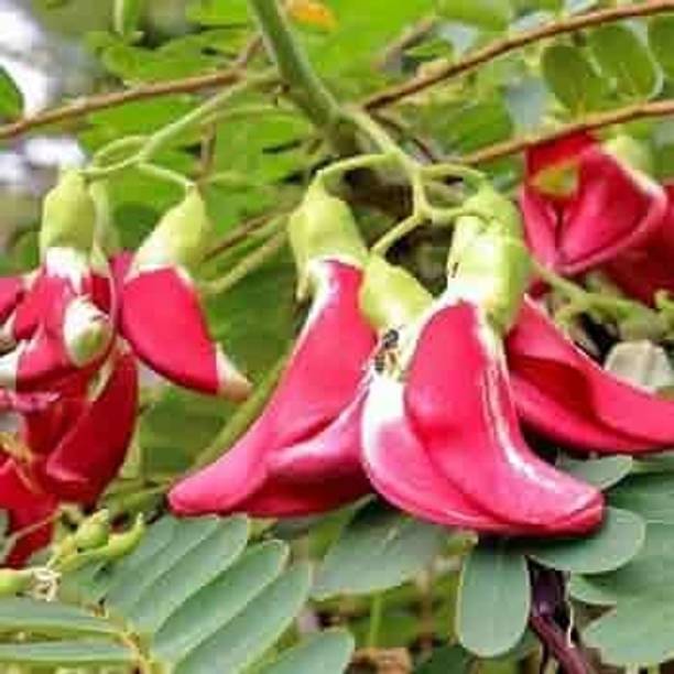 Arshiayat agathi seeds, sesbania grandiflora seeds, Agati grandiflora Seed