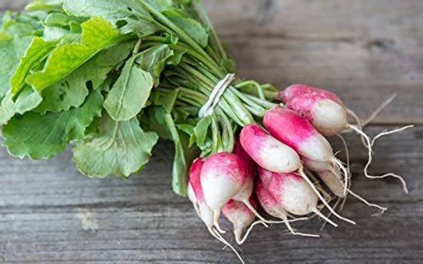 VibeX GBPUT-95 - French Breakfast Radish - (2250 Seeds) Seed