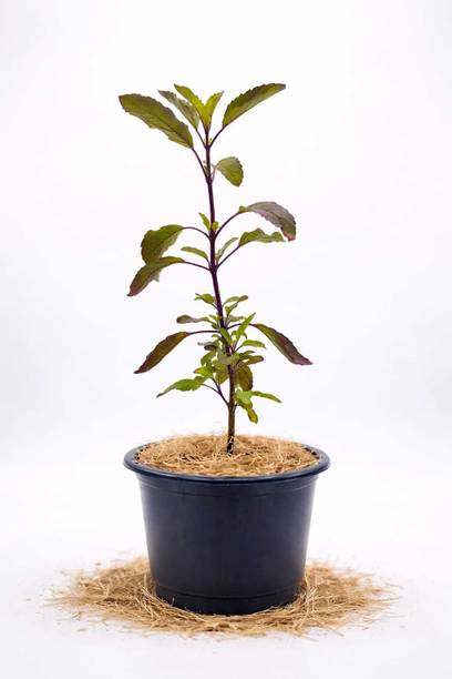 Laugh Earth TULSI PLANTS Seed