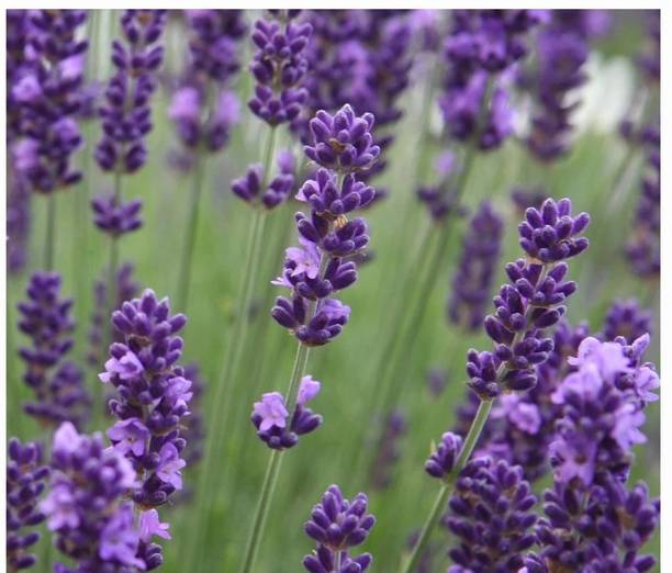 MOOFGA ORGANIC LAVENDER - Spikes of Purple Blooms Seed
