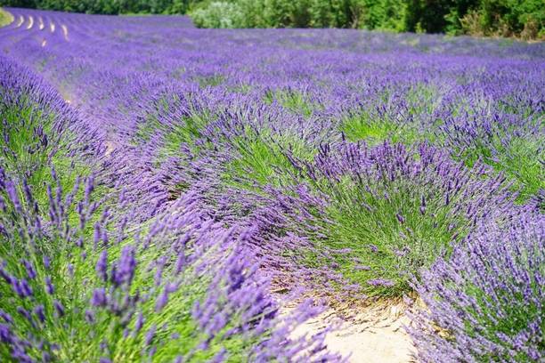 CYBEXIS LX-81 - English Lavender Lavandula - (2250 Seeds) Seed