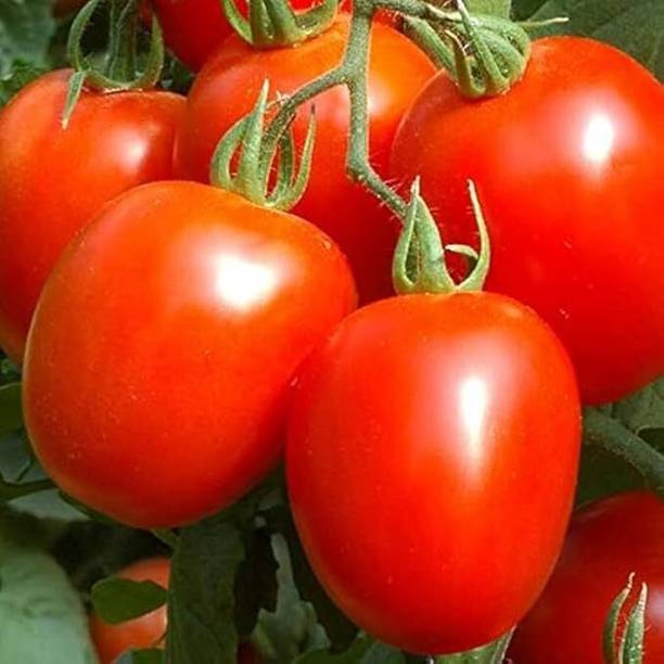 GreekNseeds tomato Seed