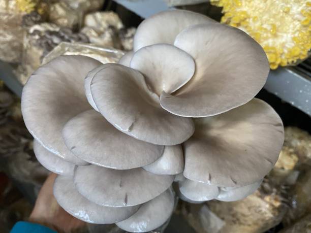 VAN OUSI Button mushroom seed,organic,Healthy,Vegetable seed,Pack of Seed