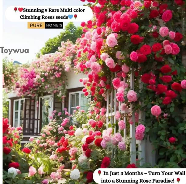 Toywua Elegant Climbing Rose Flower Seeds For Soft Petal Glow Seed