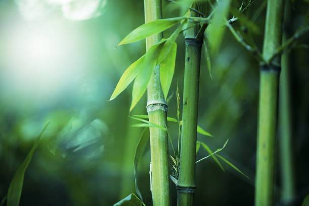 Mozette Exotic bamboo Seed