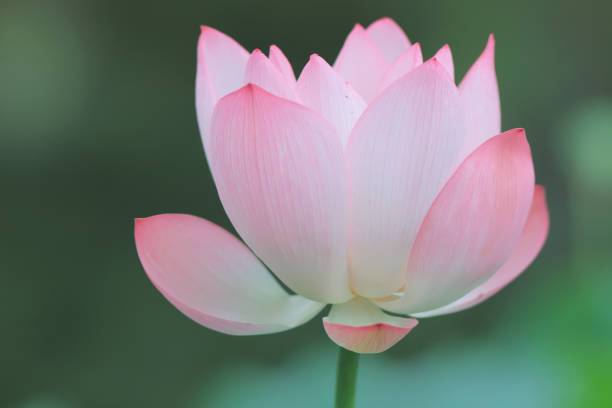 TIMOSHA Lotus Seed