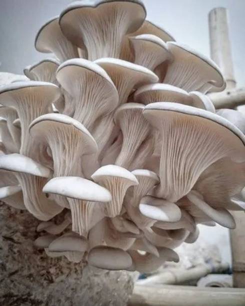 Mayabon Original Oyster mushroom seed,organic,Healthy,Vegetable seeds,Pack of 1 Seed