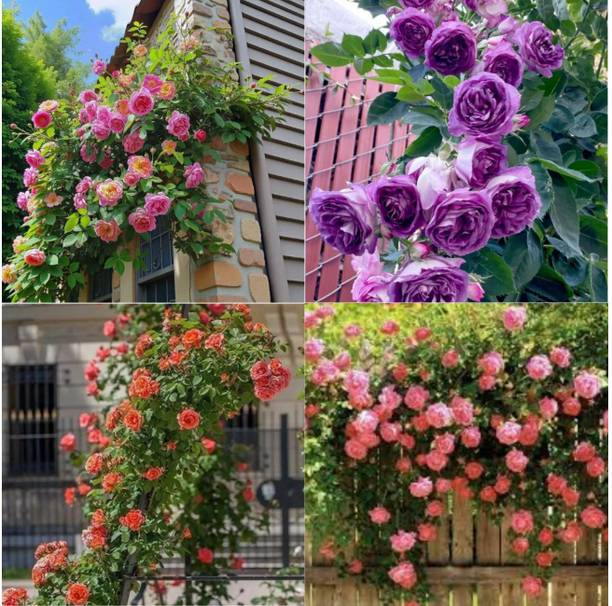 ibains Wild Rose Climbing Vine Flower Seeds pack of 23 Seed