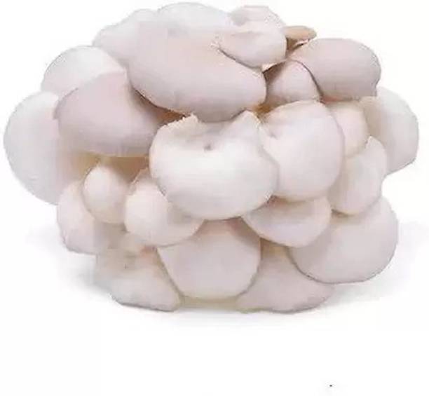 Aro Mushroom Seed