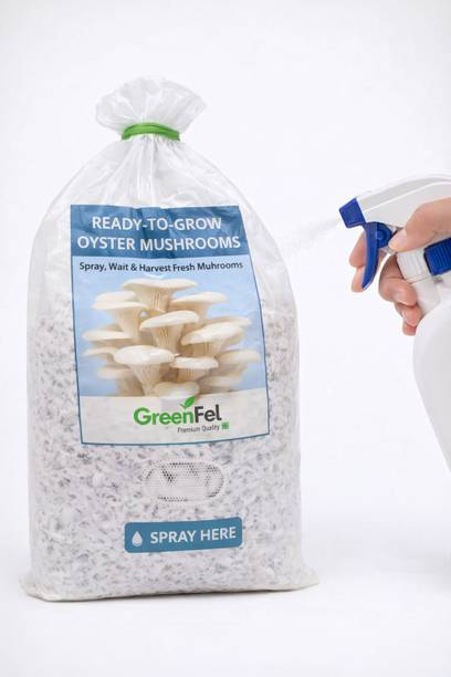 दत्ता ग्रो ऑयस्टर मशरूम्स एट होम, रेडी 1 KG मशरूम बेड, जस्ट स्प्रे वॉटर, बीज