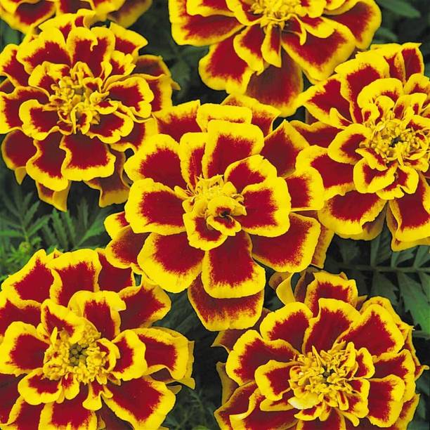 VibeX LXI-39 - Durango Bee French Marigold - (250 Seeds) Seed