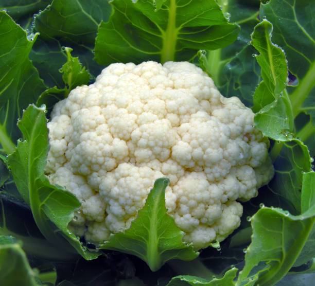 syngenta white cauliflower,gobhee seeds Seed