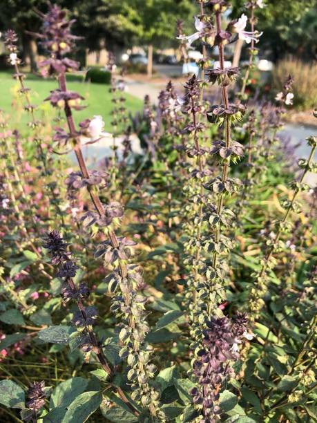 SUNWAN Tulsi holy basil Plant Seed