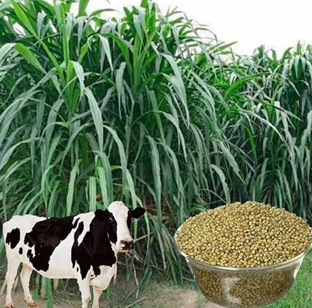 इसारकर ™️Bajra नेपियर हाइब्रिड ग्रास सीड्स| मल्टी कट ग्रास, काऊ,गोट,बफेलो फीडिंग ग्रास बीज