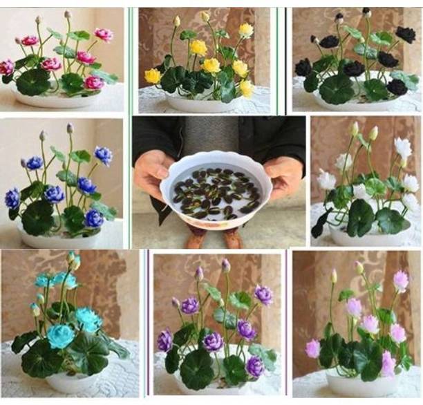 BEE Garden Lotus Seed