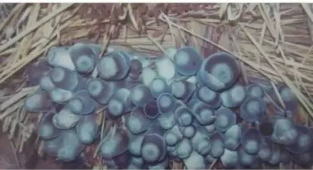 Aro Mushroom Seed