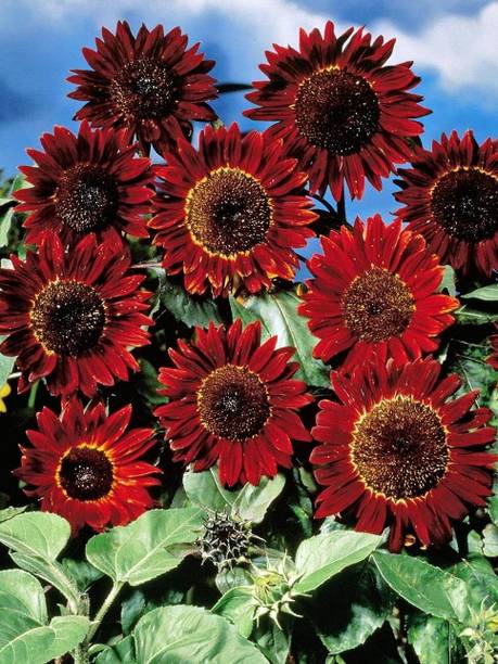 Aywal sunflower Seed