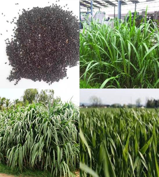 ibains Smart napier grass seed beez 525 Seed