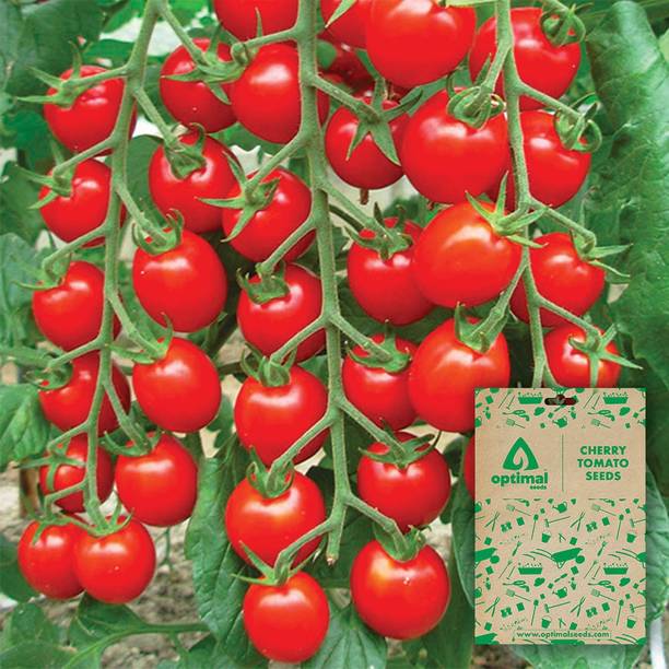 Optimal Seeds Cherry Tomato Seed