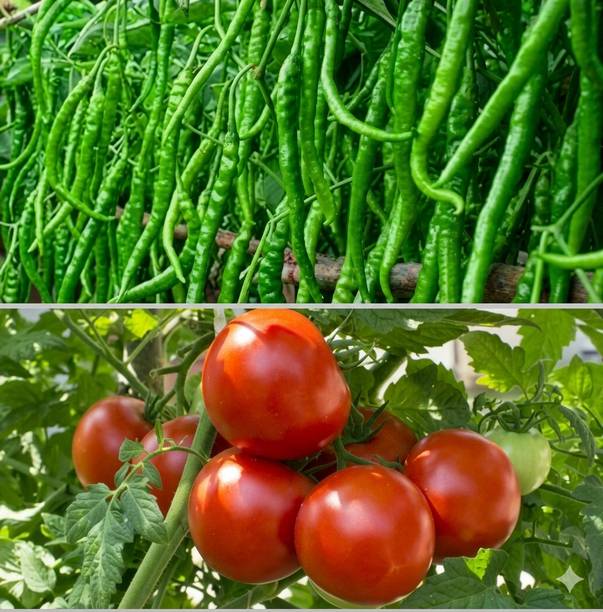 DS MRT Tomato Seeds tamatar for Home Gardening High Germination, Hybrid Seed