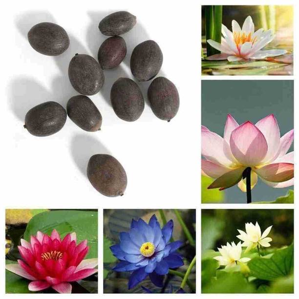 SEMINNA VITA Lotus seeds,kamal gatta seeds, 100% Germination Seed