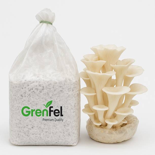 grenfel White Oyster Mushroom Seeds 601g– High-Purity Spawn | Easy Home Growing | Seed
