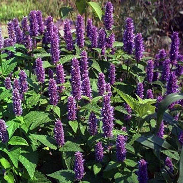 CYBEXIS VVI-38 - Mexicana Lavender Blue - (2250 Seeds) Seed