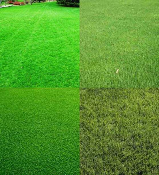 SEMINA VITA durva grass seeds lawn grass seeds Seed