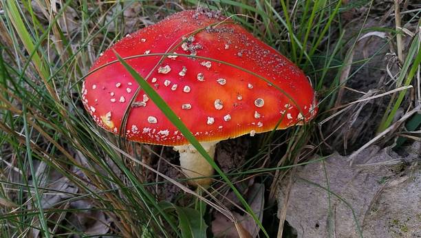 Mozette Organic mushroom herb Seed
