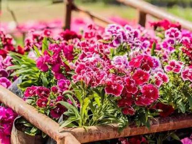 GLOROV Dianthus Phool, Carnation, Pink Seed