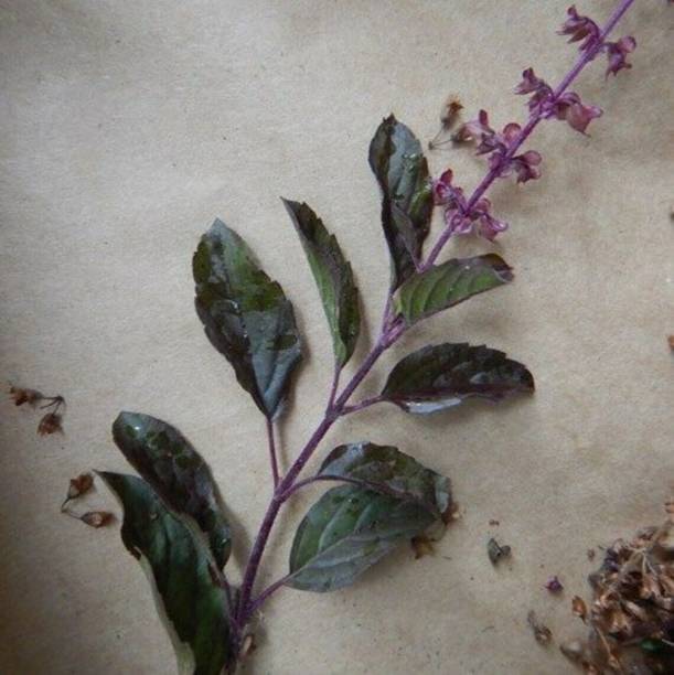 SUNWAN Tulsi Krishna organic Herb Plant Seed