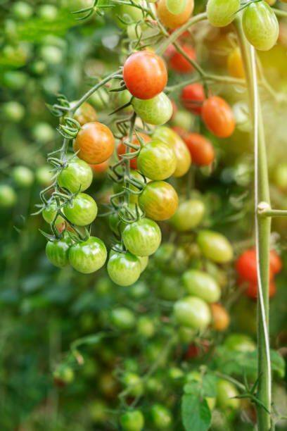 Silba tomato Seed