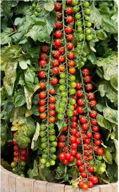 Seedsqlty Cherry tomato seeds, high germination (50 seeds) Seed