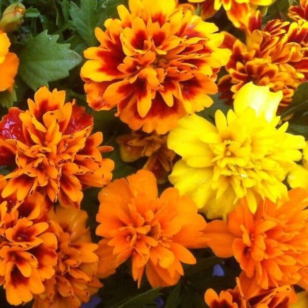 Aywal GENDA,MARIGOLD Seed
